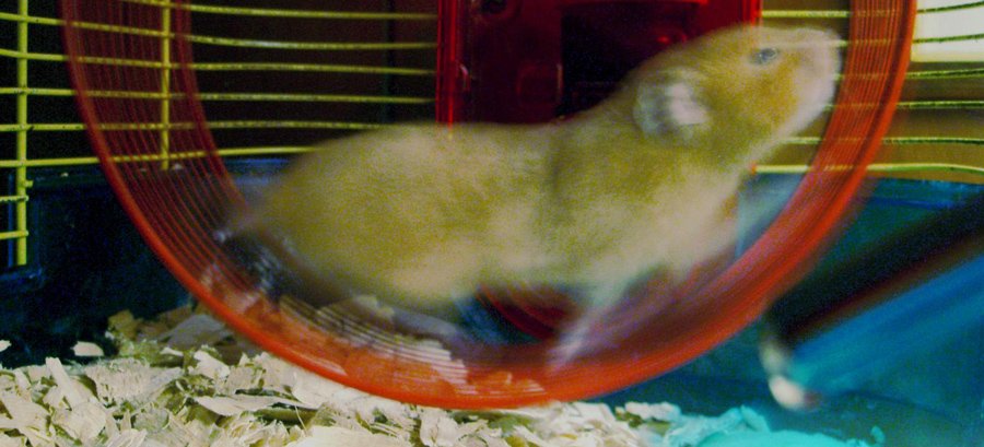 Hamster